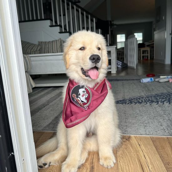 SADIE 0
